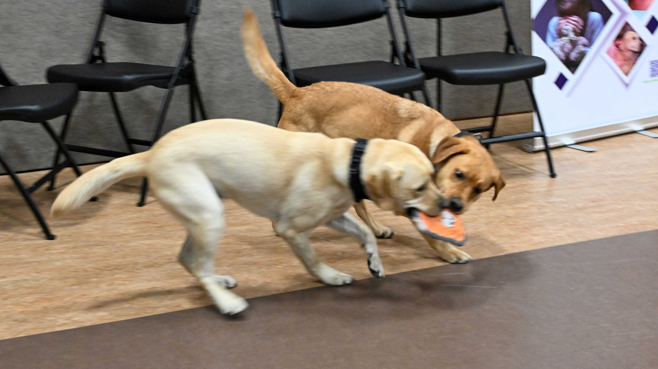 Image of Cypher and Glitch playing during a press conference.