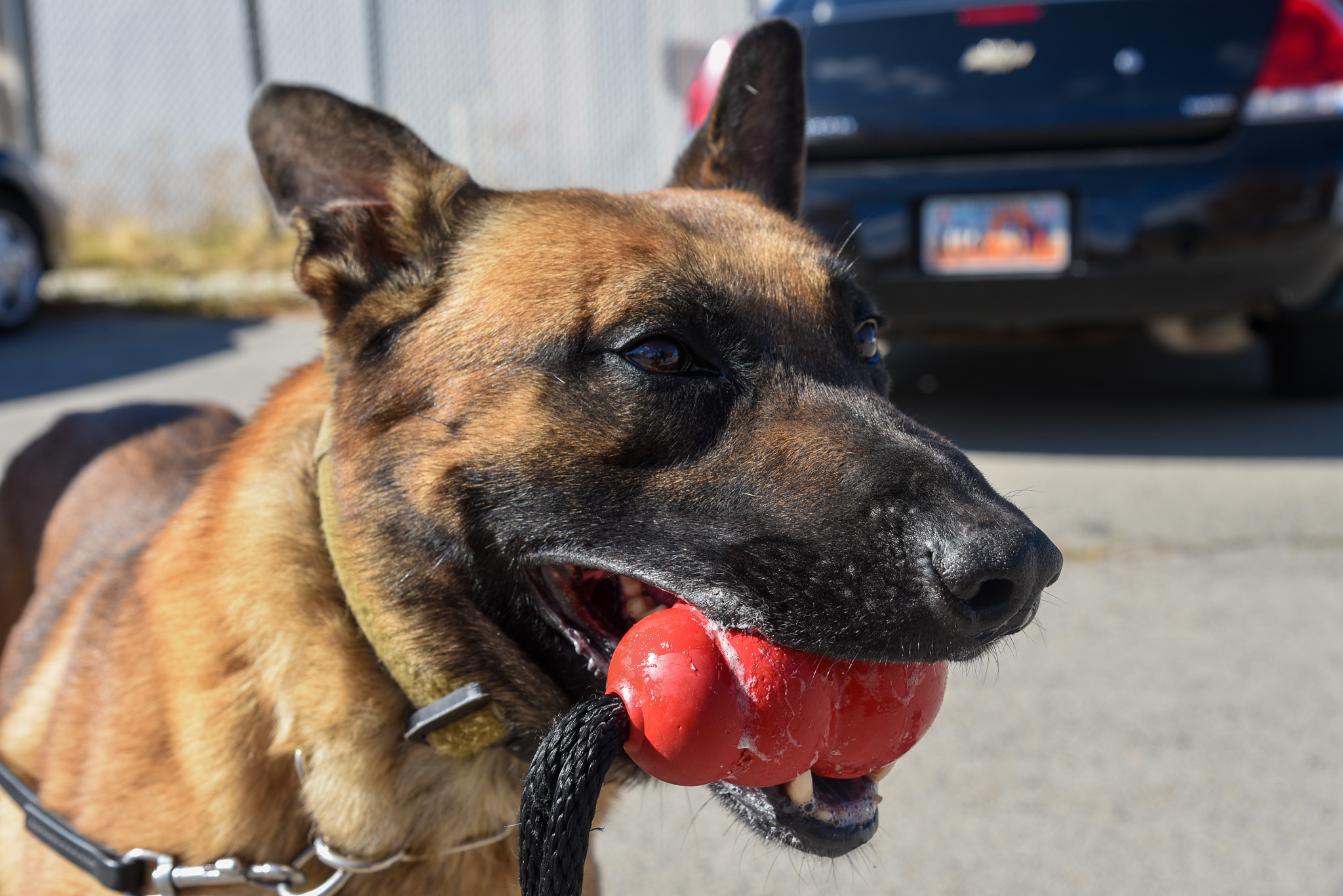 Featured image for “Passing of K9 Officer Loki at USCF”