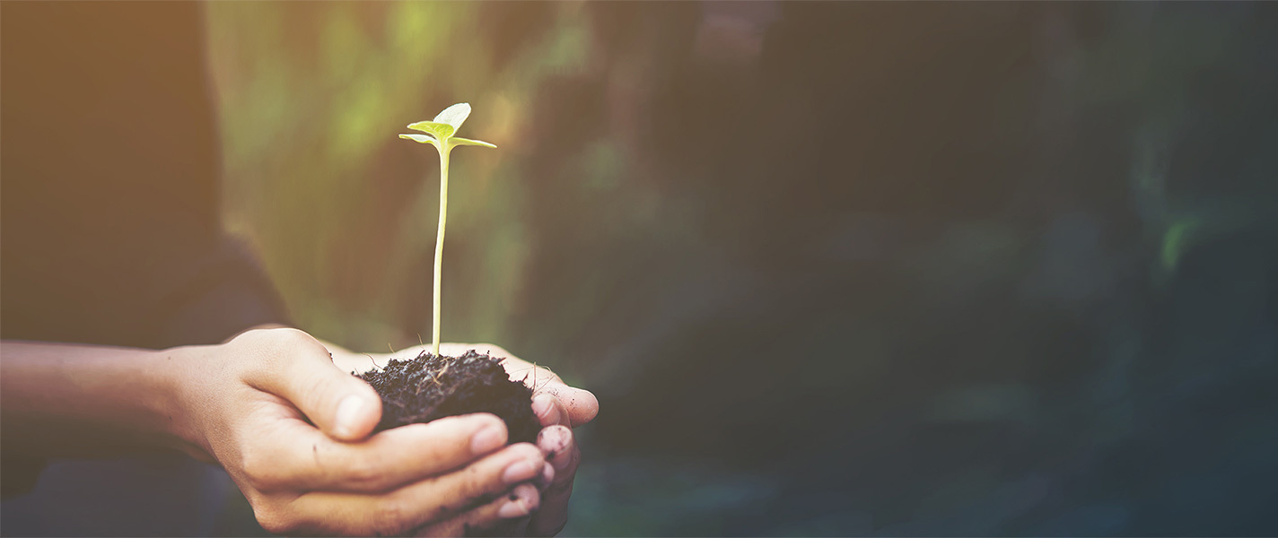 Hands holding plant in soil